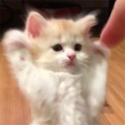 Shahid Afridi avatar